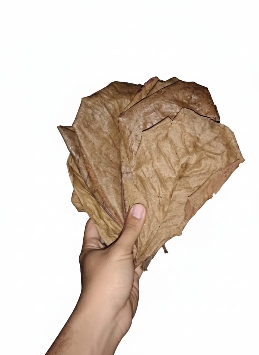 Pack of 30 pcs premium cattapa leave