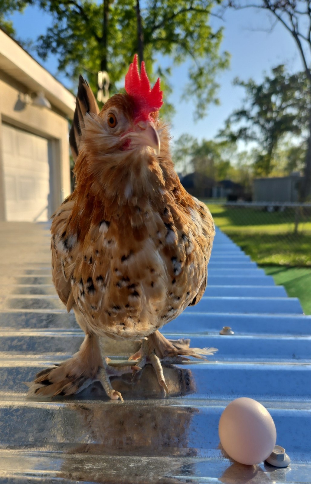 Booted Mille Fleúr Serama Hatching Eggs (6) NPIP Certified