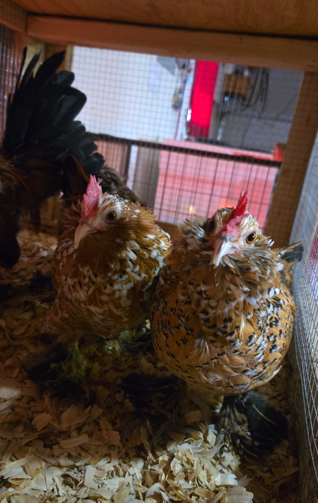 Belgian Bearded Mille Fleúr D'uccle Hatching Eggs (12+) NPIP Certified