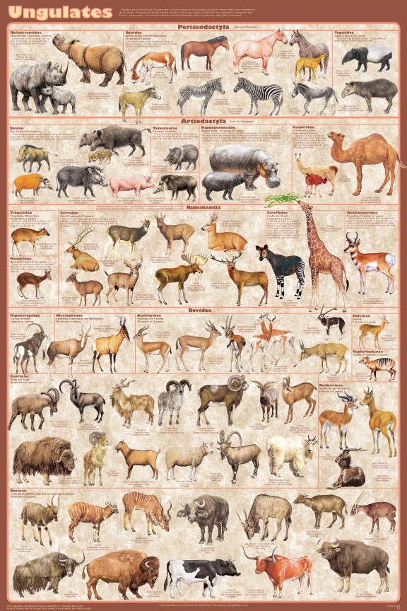 Ungulates - Hoofed Animals Educational & Decorative Poster 24 x 36 FREE SHIPPING