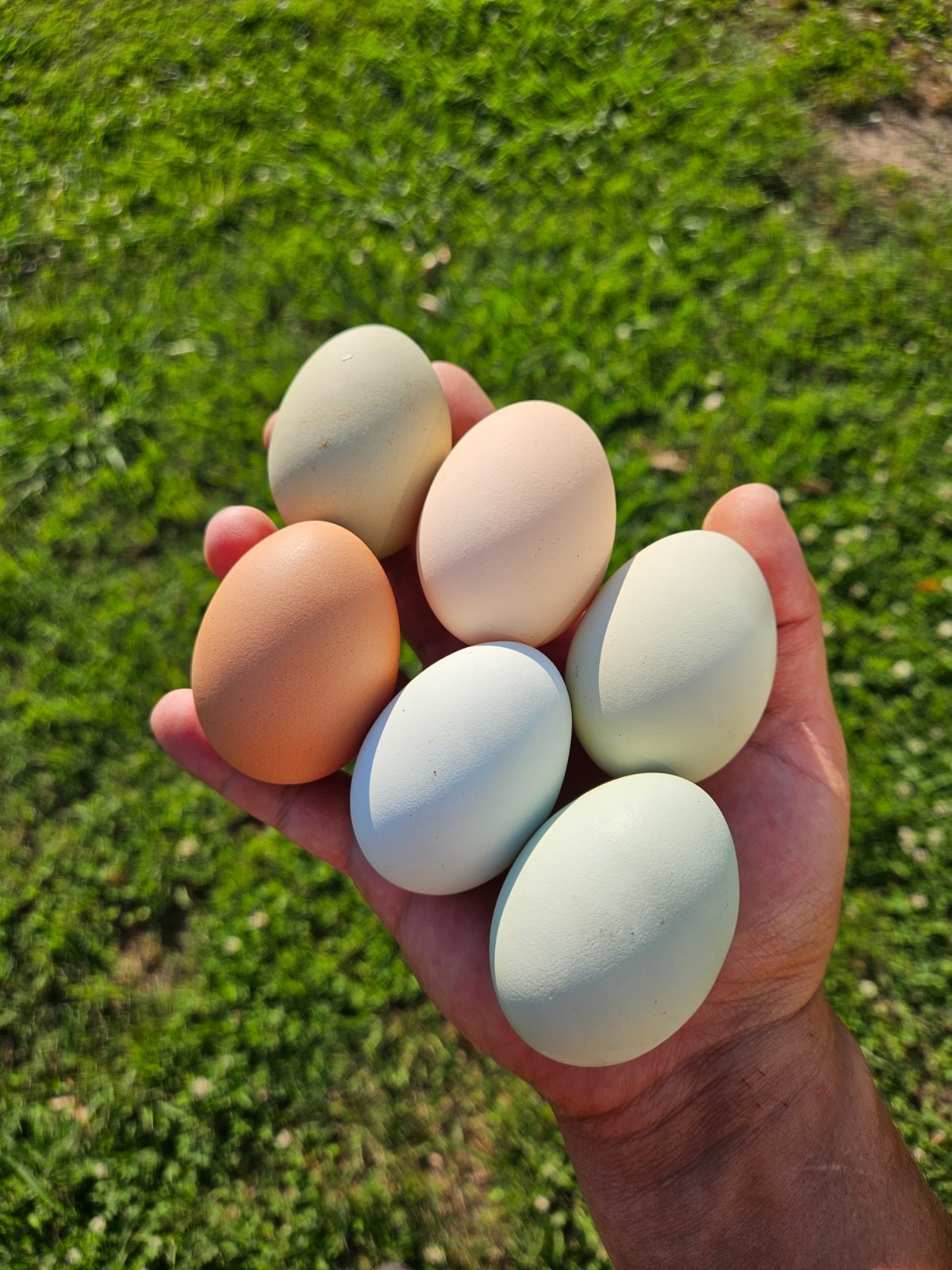 12 pack Chicken hatching rainbow eggs