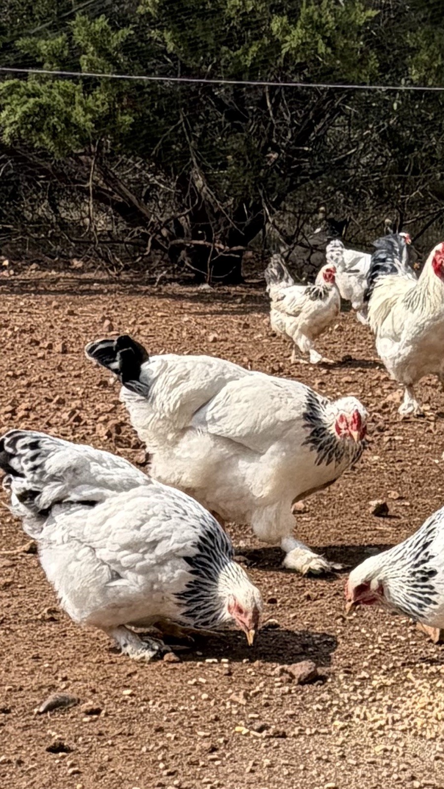 Pure Bred White Light Brahma Fertilized Chicken Hatching 12 Eggs