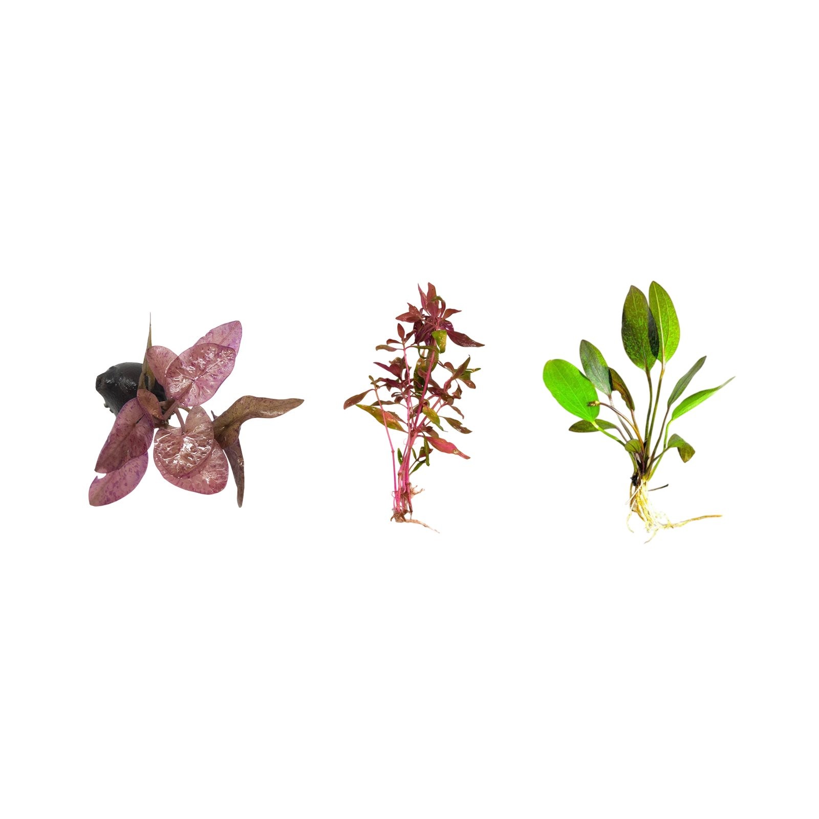 Plant Bundle: Red Flame Sword, Alternanthera Reineckii & Red Tiger Lotus Bundle