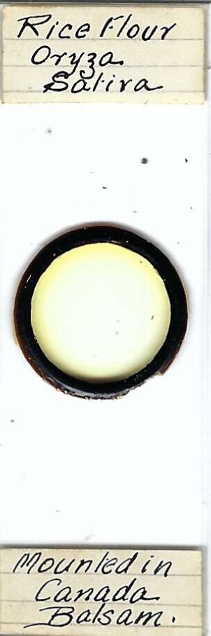 Rice Flour Oryza sativa Starch Microscope Slide for Polariscope