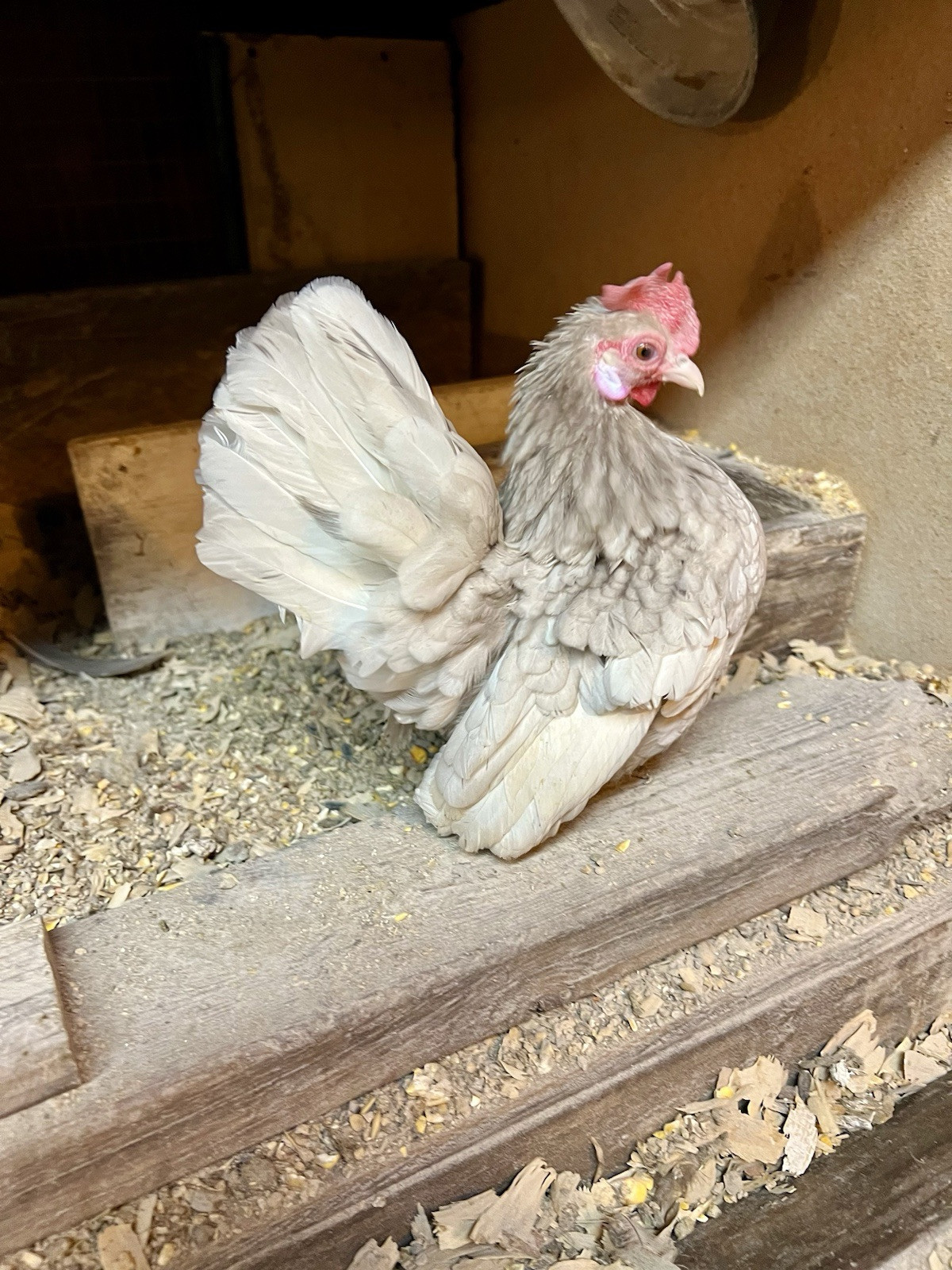 6+6 Fertile Show Quality Malaysian Serama  And Kikiriki chicken Hatching Eggs