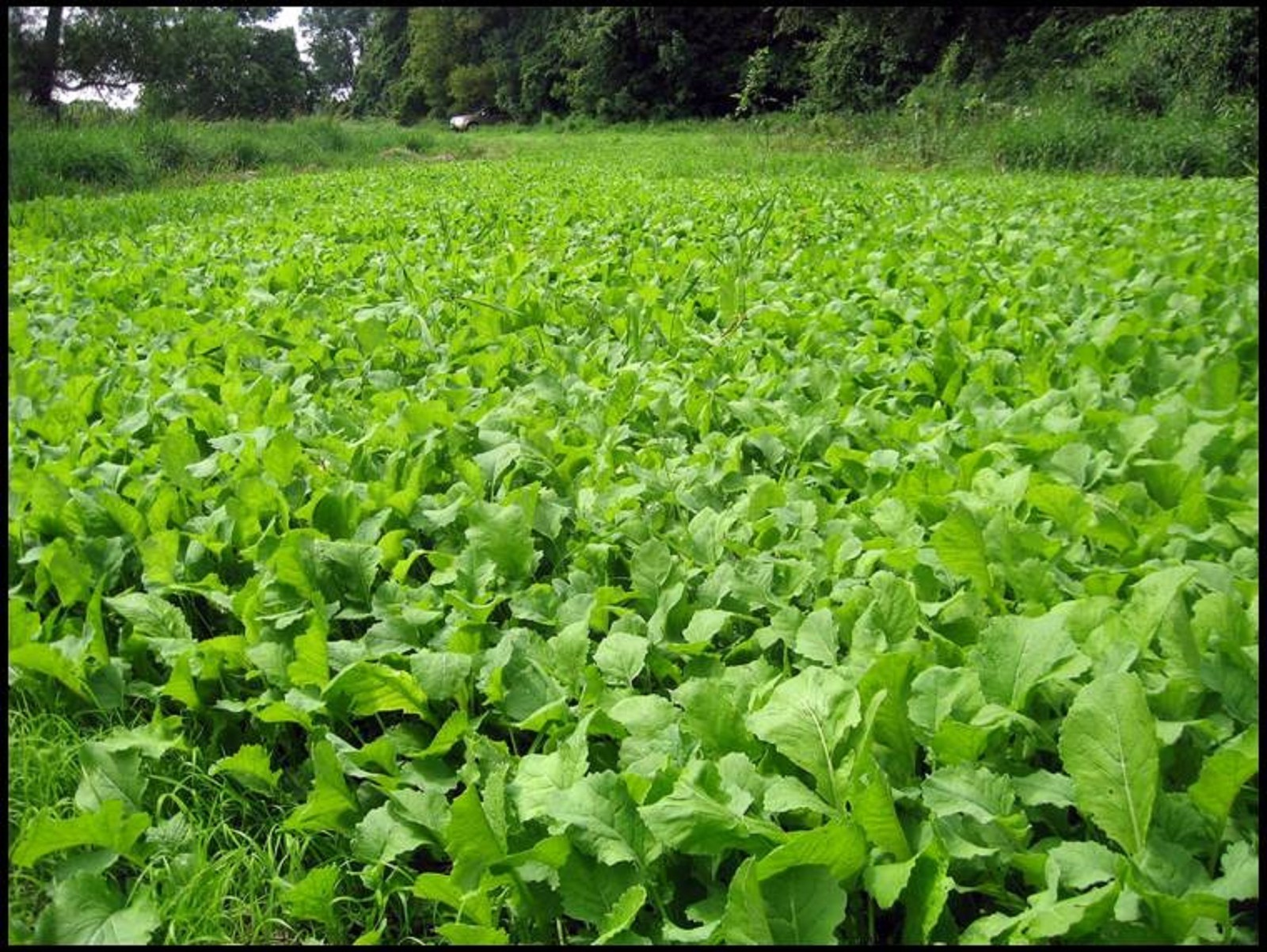 20 LBS PURPLE TOP TURNIPS DEER FOOD PLOT SEED