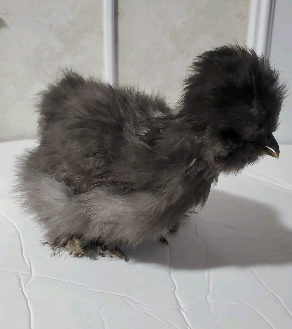 Silkie Hatching Eggs 8
