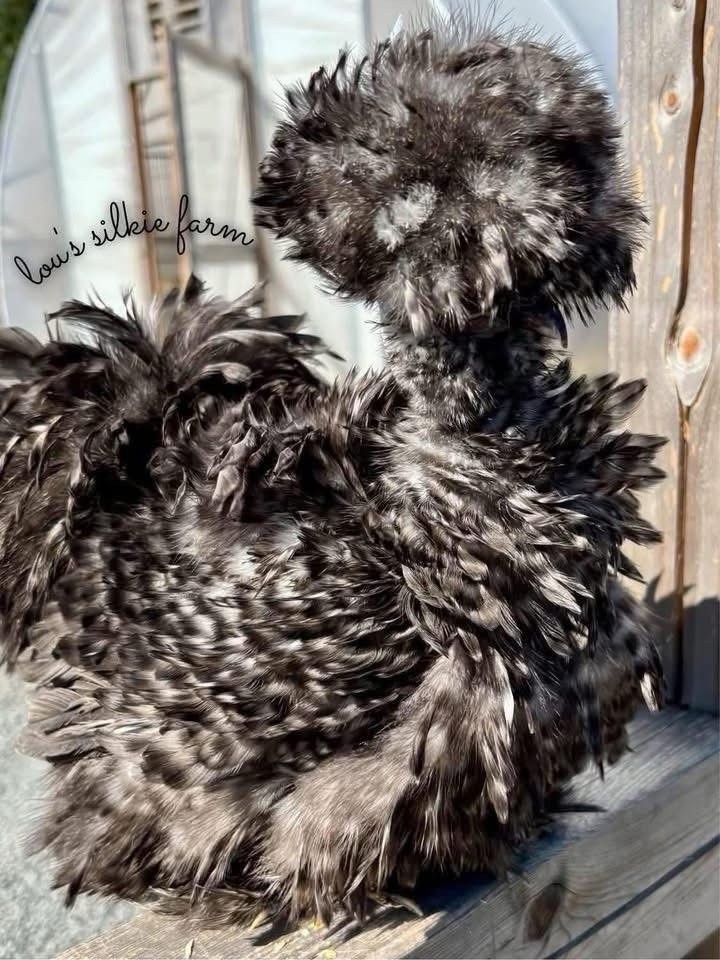 One Dozen (12) Cuckoo • All Feather Types/Solids/Showgirls • UPS 2 Day