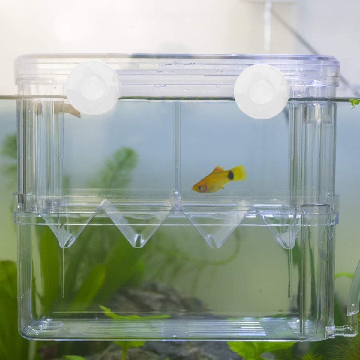 Aesthetic Plastic Fish Breeder Box - Prevent Fish Aggression & Enhance Survival