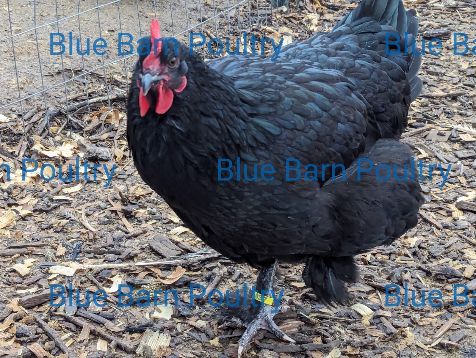 6 Solid Black Marans Chicken Hatching Eggs. Purebred. NPIP.