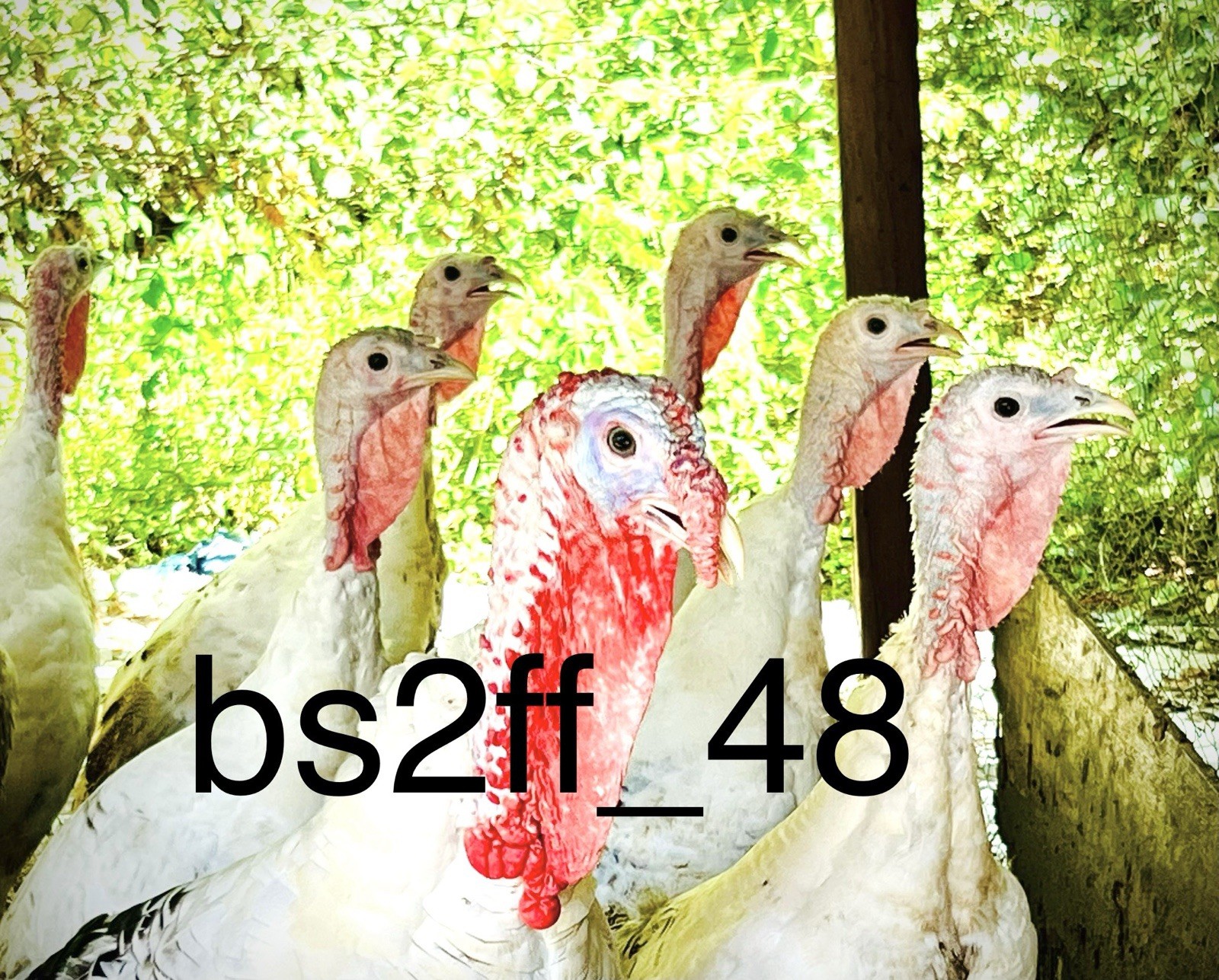 3 Royal Palm Turkey Hatching Eggs