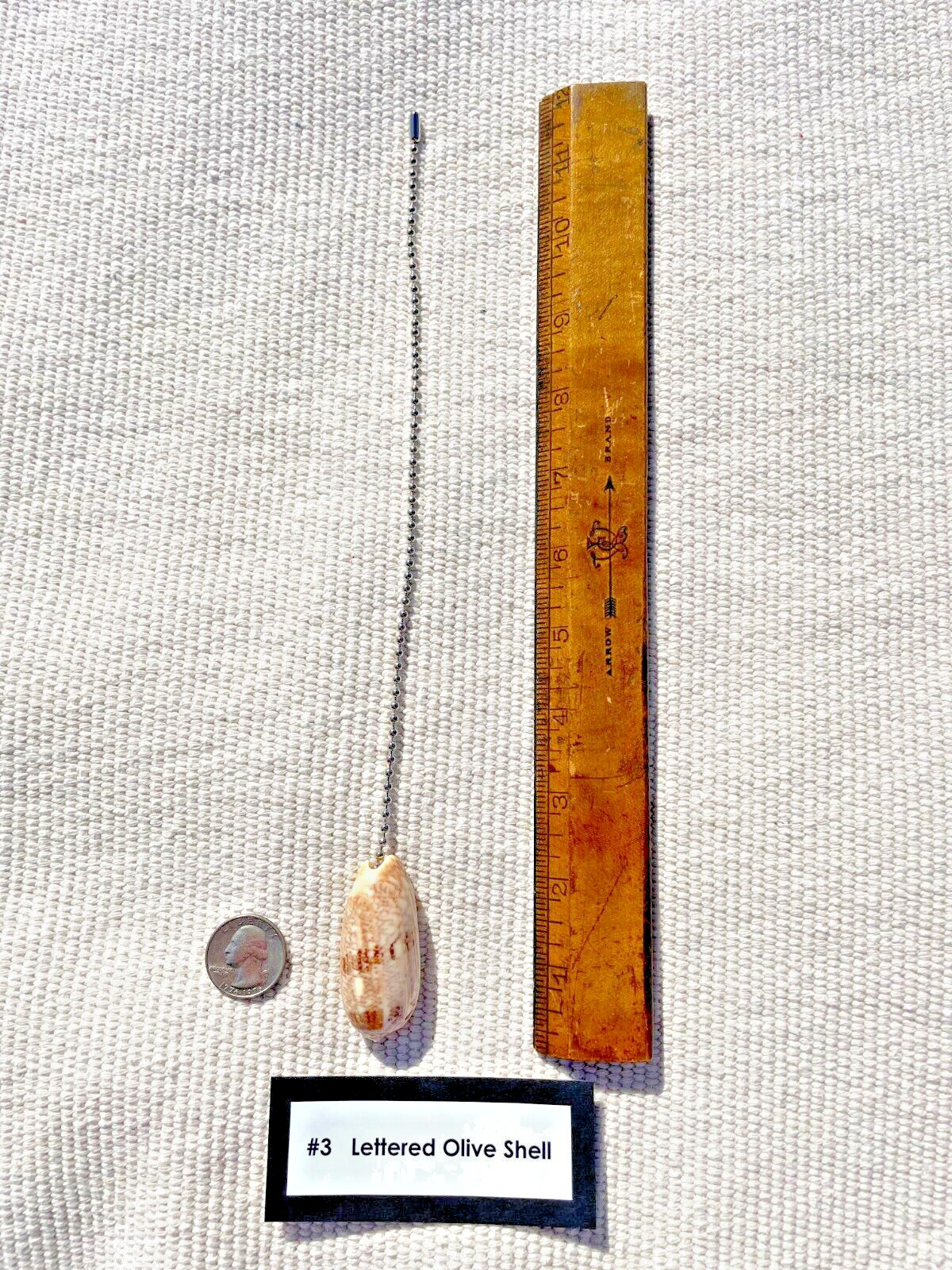 LETTERED OLIVE SHELL FAN PULL Seashell FAN PULL Chain Shell Ceiling Fan Pull