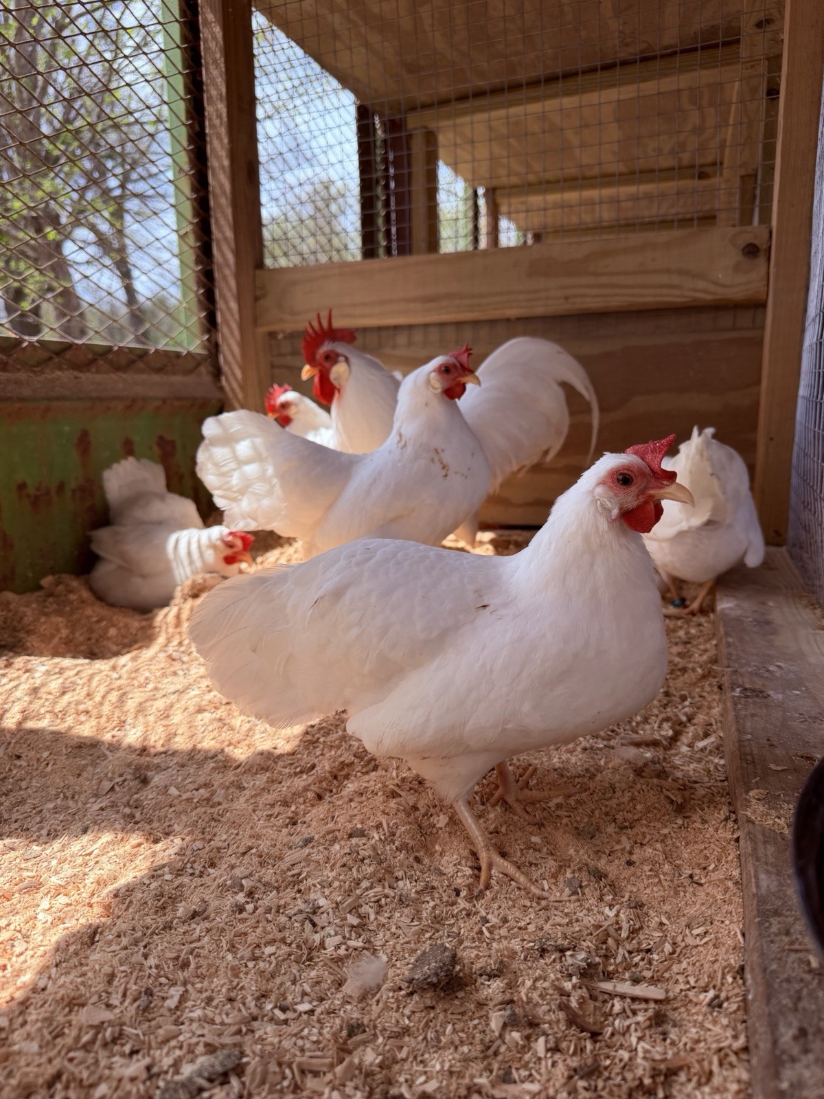 12+ Bantam White Leghorn Hatching Eggs - Show Quality