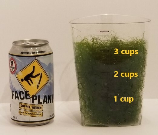 3 cups of Macro Algae Chaetomorpha Chaeto Marine Aquarium Refugium Free Priority