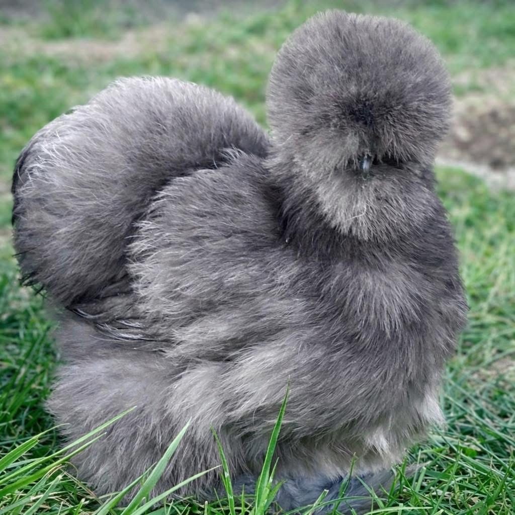 Silkies & Satins 6+ Hatching Eggs; Chance Of Frizzles And Showgirls