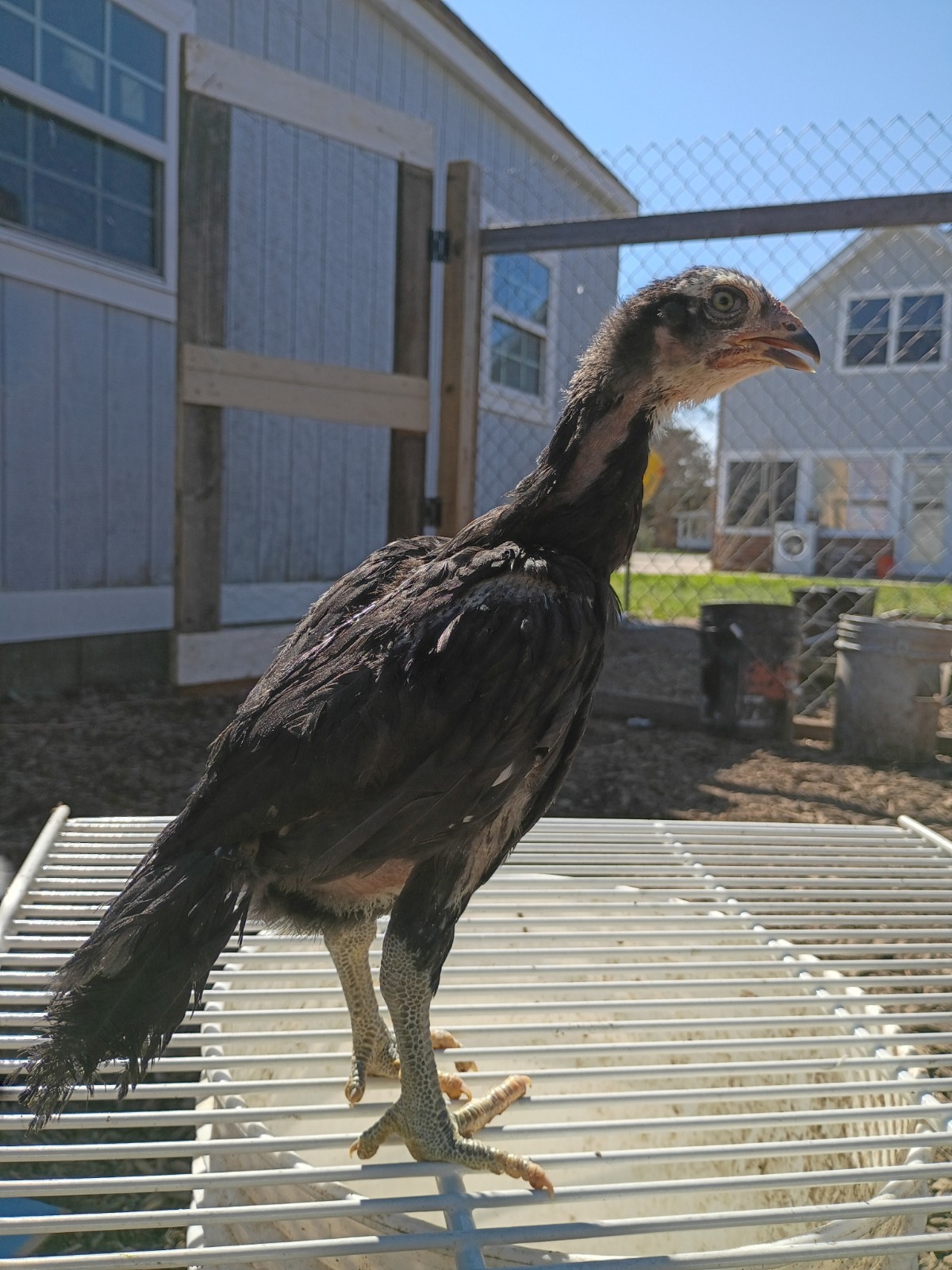 6 Rare Heritage Chicken Hatching Eggs –D0N- Gan0i-Cold Season Sale