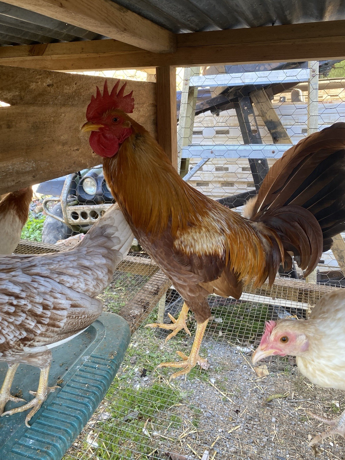 poultry hatching eggs