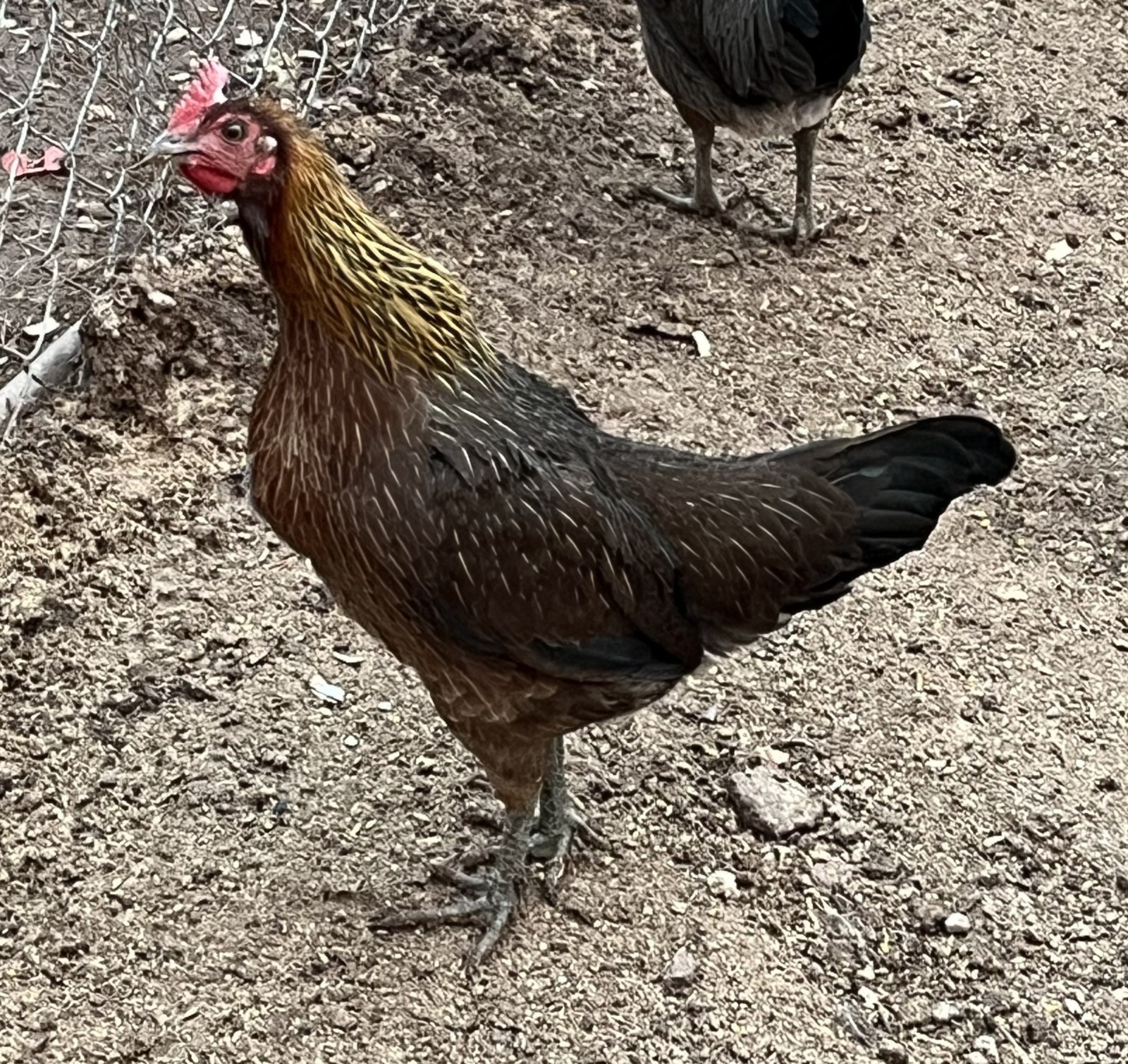 6+ Ayam Ketewa "Laughing Chicken" hatching eggs