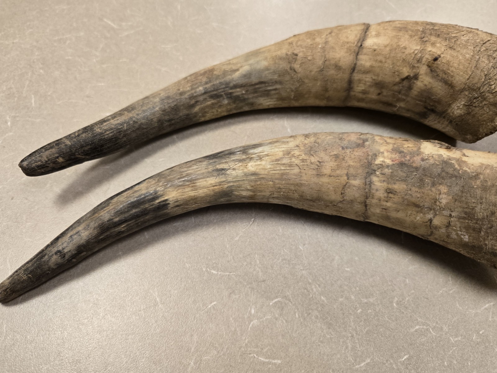 Lot Unfinished Muzzleloader Black Powder Horns