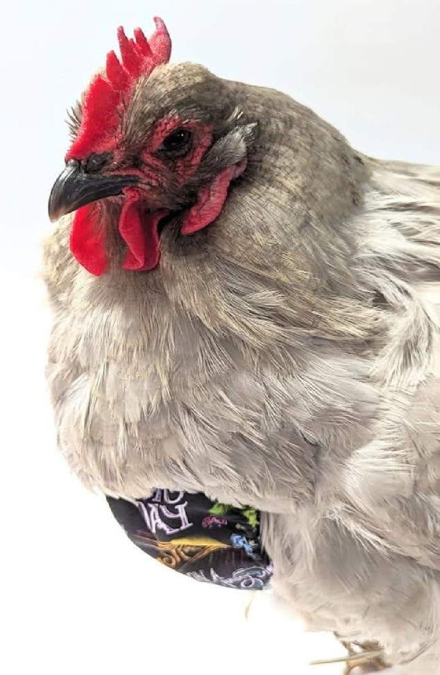 Chicken Crop Support Bra, Pendulous Crop Support, Crop Bra,  Sour Crop Support