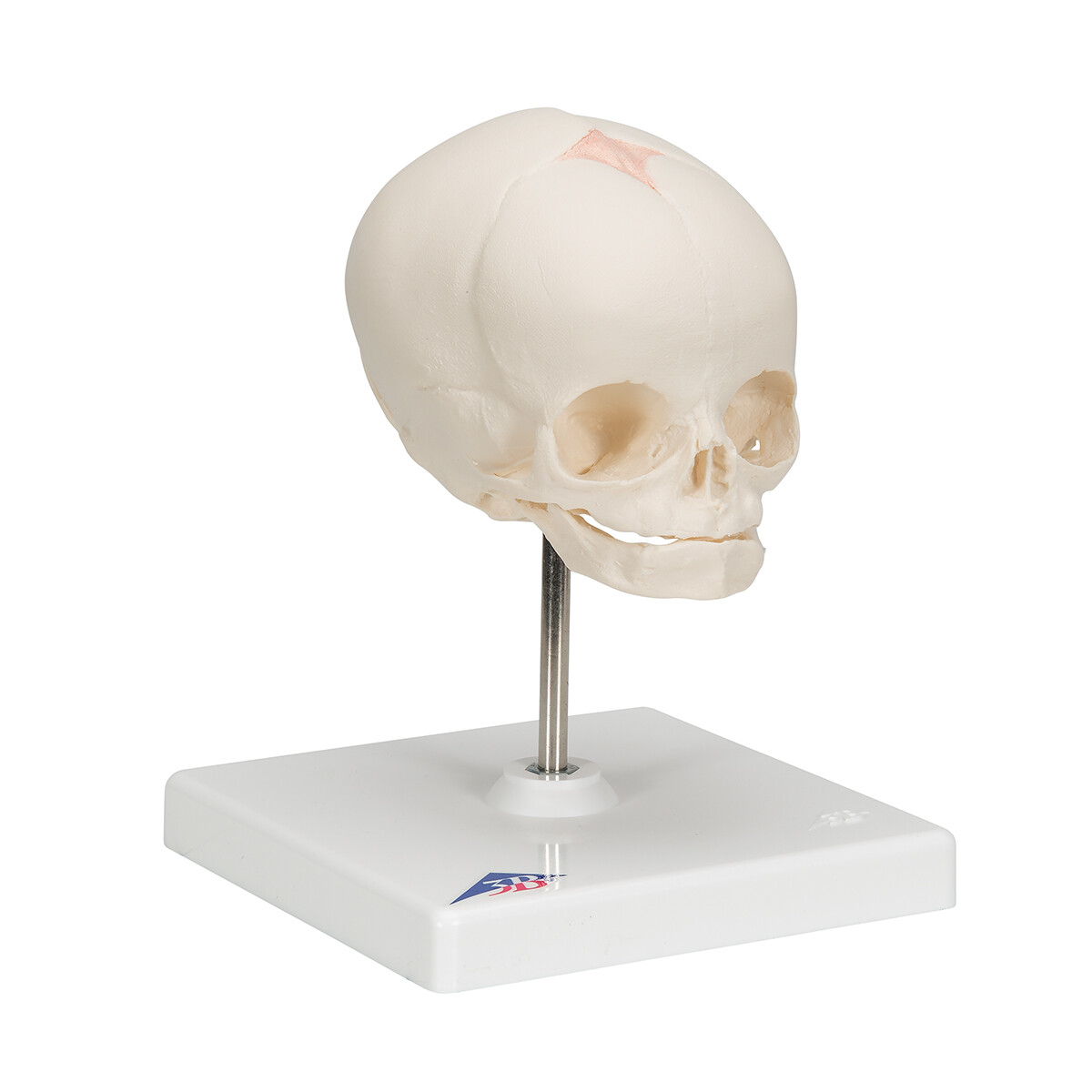 3B Scientific Foetal Skull Model Natural Cast, 30th wk of Pregnancy Fetal A26