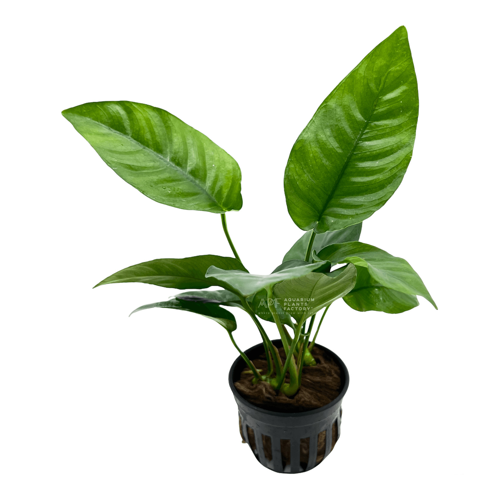 Anubias Barteri Striped | Aquarium Plants Factory®