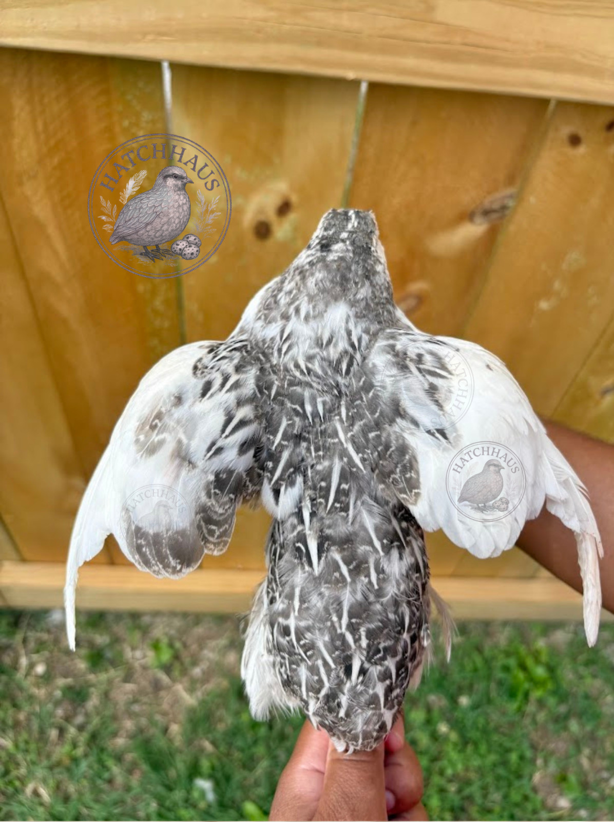 30+ RAINBOW RARE COLORS Coturnix Quail Hatching Eggs FREE SHIPPING