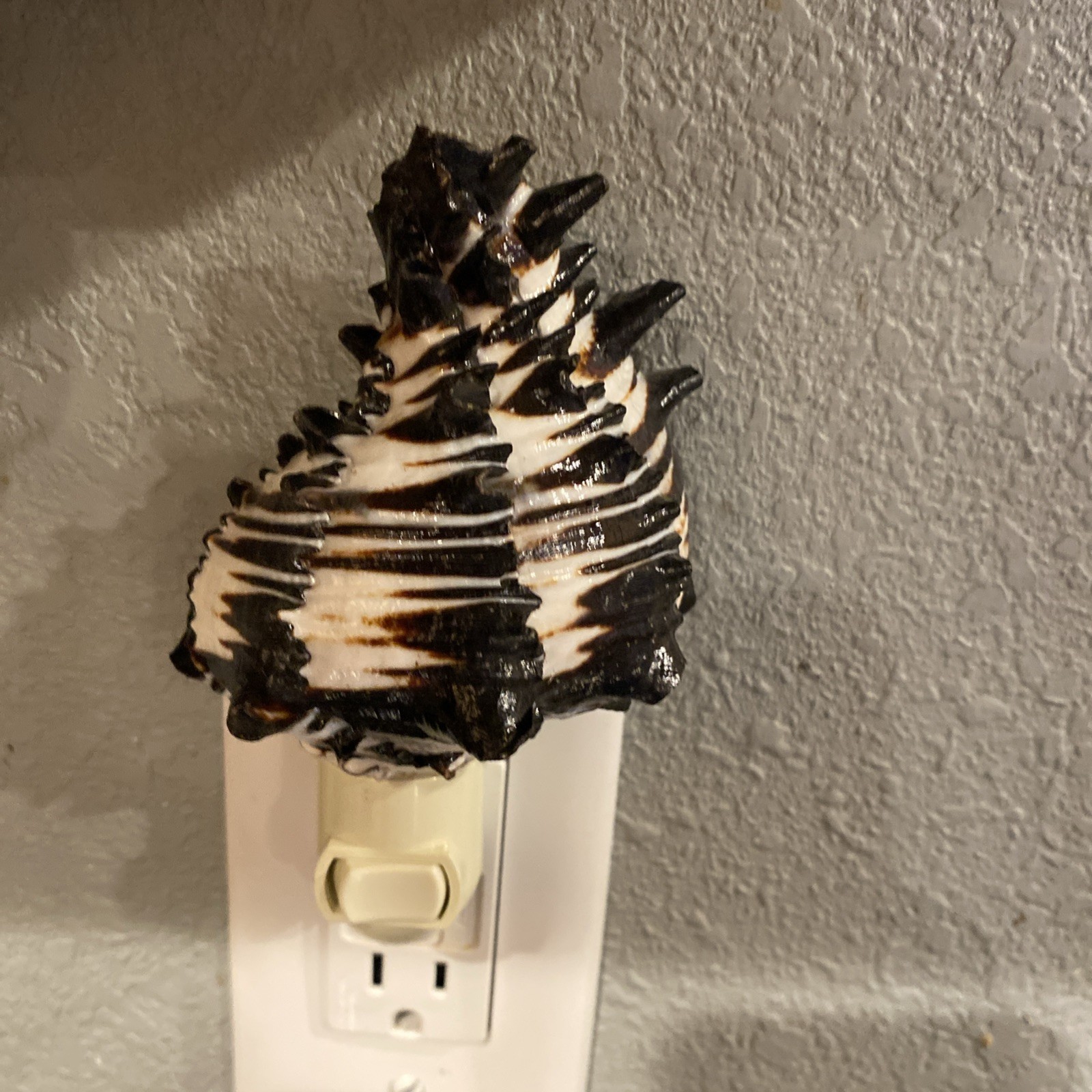 Seashell nightlight