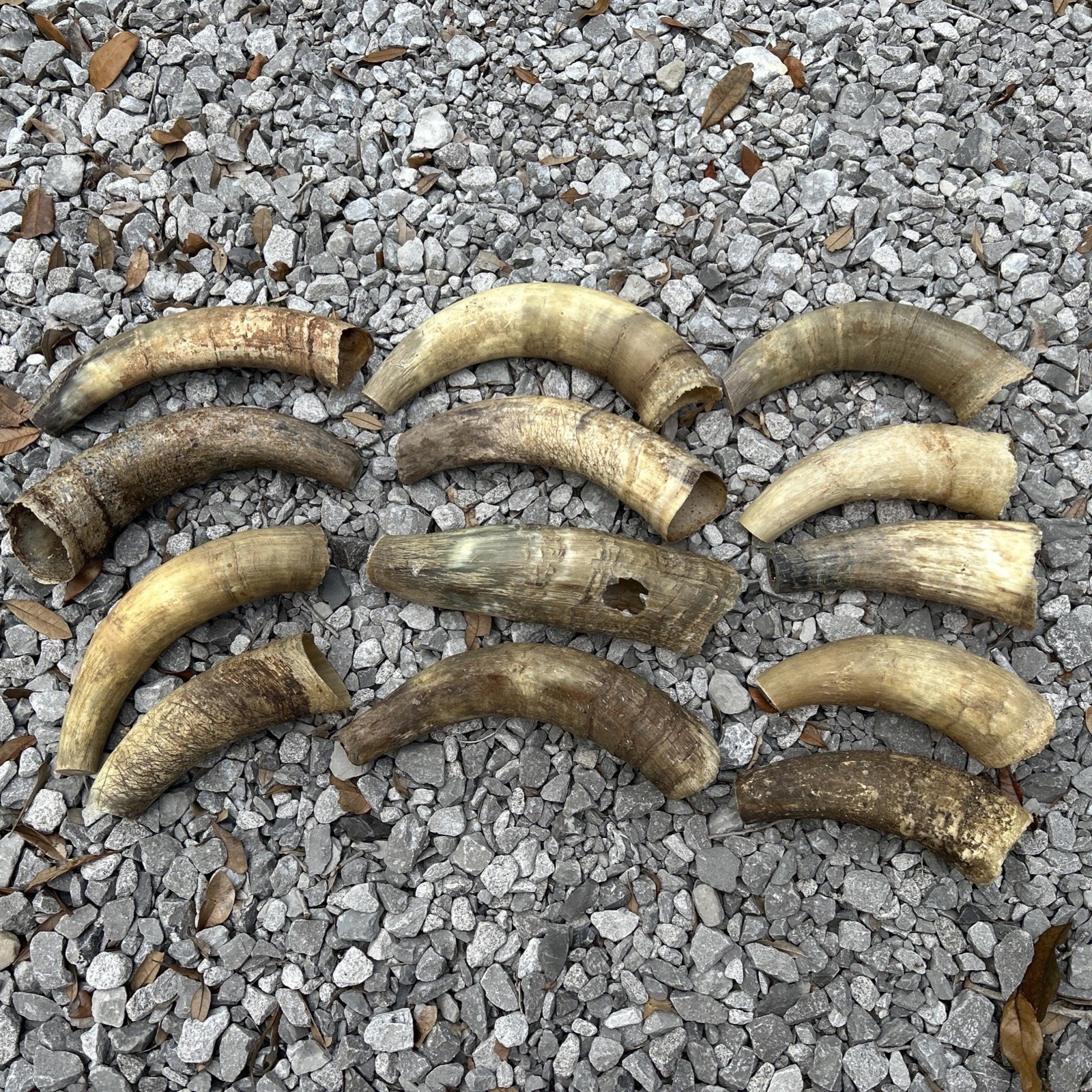 Bull horns cow steer Horn RAW NATURAL  BLACK POWDER. Lot Of 13