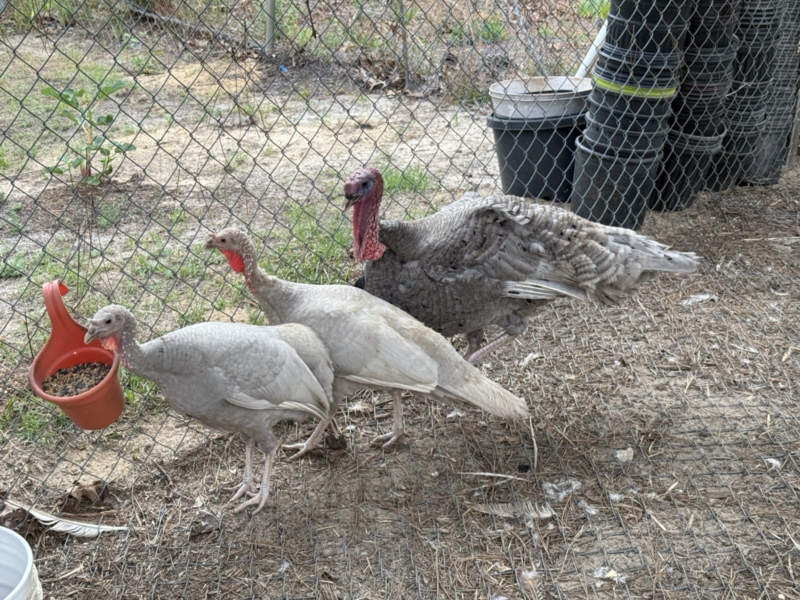 6 + 1 Heritage Blue Slate Turkey Hatching Eggs