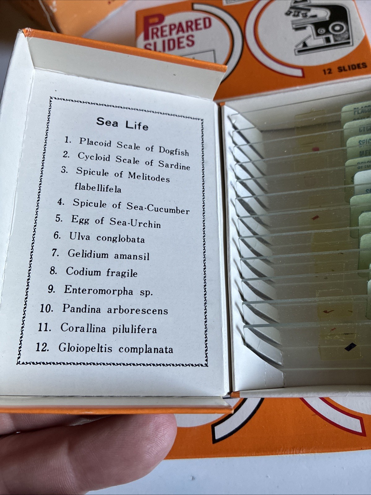 Vintage Sears 60 Prepared Microscope Slides 49 24037 Educational Specimens